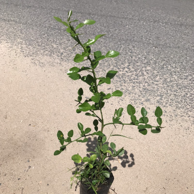 Cây chúc giống, cây chanh thái cao khoảng 60cm, có nhánh, hơn 1 năm tuổi