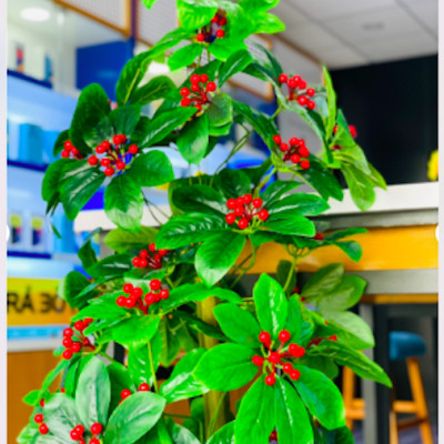 Cây kim ngân lượng giả - Size từ 70cm đến 160cm - Cây giả, hoa lụa Decor trang trí nhà cửa