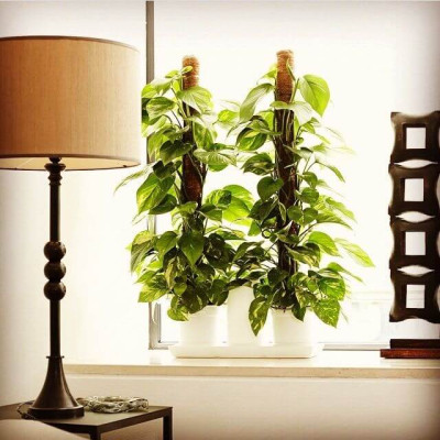 Chậu KIT Trồng Rau Tự Động Tưới Và Tự Dưỡng tại nhà Basic M (Size lớn) nhập khẩu Bồ Đào Nha dành cho người bận rộn