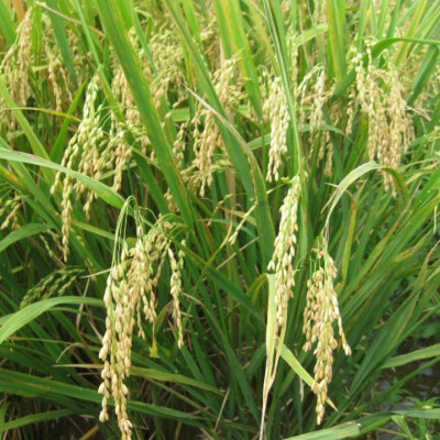 Gạo Hạt Ngọc Trời Tiên Nữ (5KG)