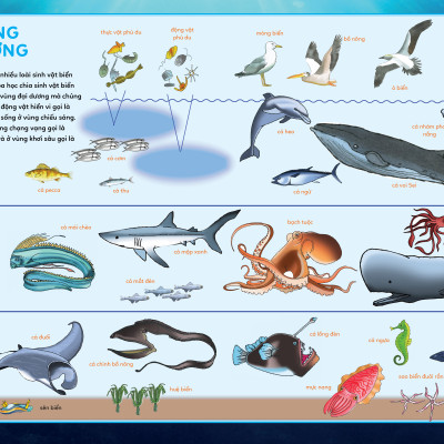 BÁCH KHOA TRI THỨC - KHÁM PHÁ ĐẠI DƯƠNG