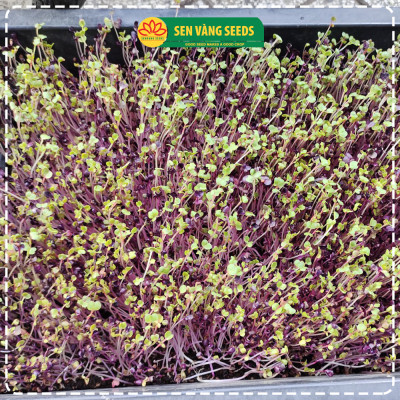 Hạt Giống Rau Mầm Malady - Nhập khẩu Ý, nảy mầm >95%, siêu dinh dưỡng, chuẩn màu tím đậm, dễ trồng - HẠT GIỐNG SEN VÀNG
