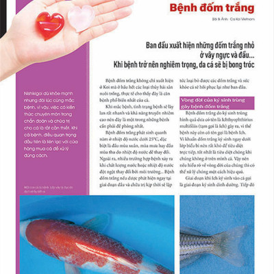 Cá Koi Vietnam - Combo 3 cuốn (Tập 1, 2, 3)