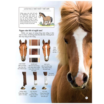 Bách Khoa Tri Thức Về Khám Phá Thế Giới Cho Trẻ Em - Horses And Ponies - Loài Ngựa