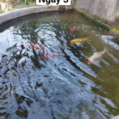 Đèn UV 20W Sterilization King Bóng Kép cao cấp, diệt tảo, diệt khuẩn cho bể cá, hồ cá, hồ thủy sinh siêu sạch ( Trắng) 