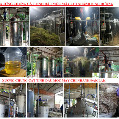 Tinh dầu Sả Java 100ml Mộc Mây - tinh dầu thiên nhiên nguyên chất 100% - chất lượng và mùi hương vượt trội