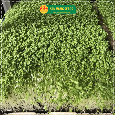Hạt Giống Rau Mầm Củ Cải Trắng (Size Trung) - Nhập khẩu New Zealand, nảy mầm >95%, siêu năng suất - HẠT GIỐNG SEN VÀNG