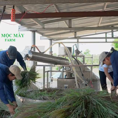 Tinh dầu Sả Java 100ml Mộc Mây - tinh dầu thiên nhiên nguyên chất 100% - chất lượng và mùi hương vượt trội