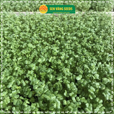 Hạt Giống Rau Mầm Củ Cải Trắng (Size Trung) - Nhập khẩu New Zealand, nảy mầm >95%, siêu năng suất - HẠT GIỐNG SEN VÀNG