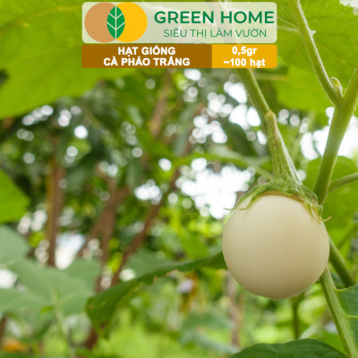 Hạt Giống Cà Pháo Trắng GreenHome, Gói 0,5g~100 hạt, Dễ Trồng Quanh Năm, Năng Suất Cao T44