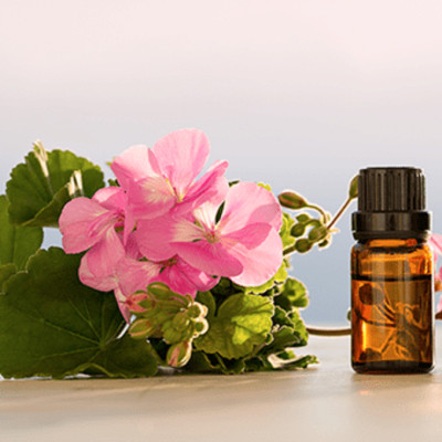 Tinh dầu Phong Lữ nguyên chất từ thiên nhiên, xông phòng, khử mùi, thơm phòng, đuổi muỗi, thư giản - KingOil