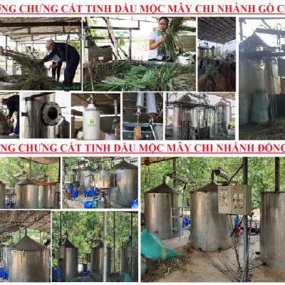 Tinh dầu Đinh hương 10ml nguyên chất từ thiên nhiên - Mộc Mây