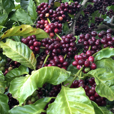 Cà Phê Nguyên Chất Baka - Culi (Hộp 500g)