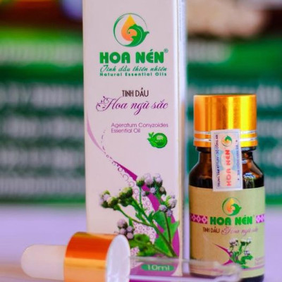 Tinh dầu hoa Ngũ sắc (cỏ hôi) nguyên chất Hoa Nén 5ml - 10ml - Đặc trị viêm xoang, viêm mũi dị ứng