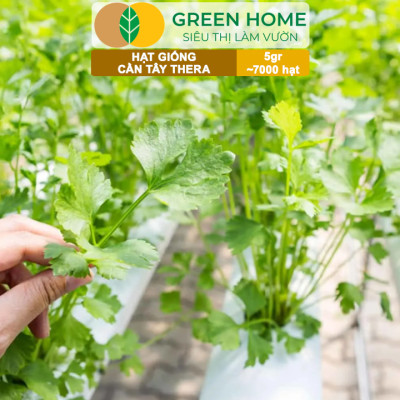 Hạt Giống Cần Tây Thera GreenHome, Gói 5g~700 hạt, Chịu Nhiệt Tốt, Năng Suất Cao, Nảy Mầm Đều G17