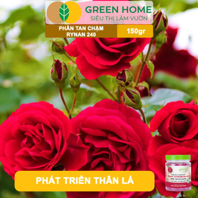 Phân Tan Chậm GreenHome, Rynan 240, Hũ 150gr, Dùng Cho Hoa Hồng Ra Hoa Đều Và Màu Sắc Rực Rỡ
