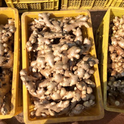 Tinh dầu Gừng 10ml nguyên chất từ thiên nhiên - Mộc Mây