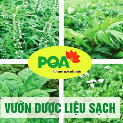 Bát Tiên Trường Thọ PQA Giúp Bổ Thận Âm, Mạnh Gân Cốt Và Tăng Cường Sức Khỏe Hộp 12 Gói