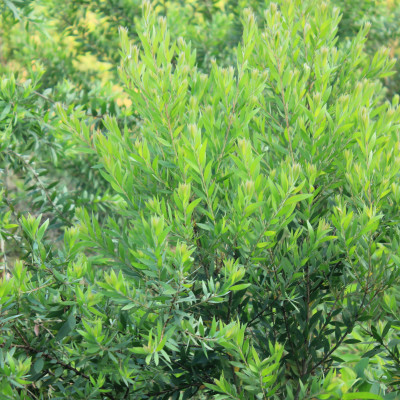 Tinh dầu Tràm 5 gân Làng Hạ 10ml (Chai bi lăn) - Tinh dầu chất lượng cao (với nguồn giống từ Úc), Giảm triệu chứng nghẹt mũi, muỗi đốt. 