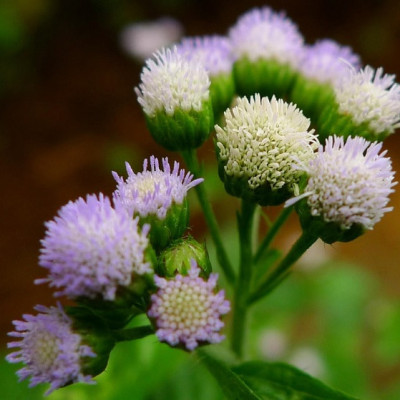 Tinh dầu hoa ngũ sắc (hoa cứt lợn, hoa cỏ hôi, hoa ngũ vị) nguyên chất từ thiên nhiên - KingOil