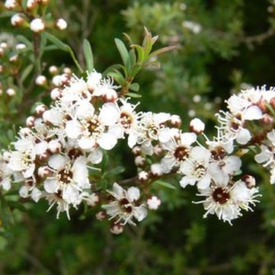 Tinh dầu Trà Trắng (White Tea Essential Oil) nguyên chất từ thiên nhiên, xông phòng, khử mùi, thơm phòng, đuổi muỗi - KingOil