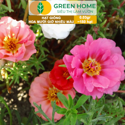 Hạt Giống Hoa Mười Giờ Greenhome, Gói 0,03gr~150 hạt, Sai Hoa, Màu Rực Rỡ, Dễ Trồng Quanh Năm, Nảy Mầm H08