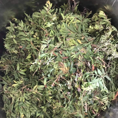 Tinh dầu Tràm gió Organic hữu cơ 100ml Mộc Mây - tinh dầu thiên nhiên nguyên chất 100% - dùng xông tắm ngừa cảm lạnh, ngừa côn trùng cắn đốt cho Bé, Trẻ sơ sinh và Trẻ nhỏ | An toàn cho làn da nhạy cảm của Bé