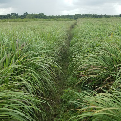 Tinh dầu Sả Chanh Organic nguyên chất từ thiên nhiên, Xuât khẩu thị trường Mỹ, Thơm Phòng, Khử Mùi, Xông Phòng, Đuổi Muỗi, Kháng Khuẩn - KingOil