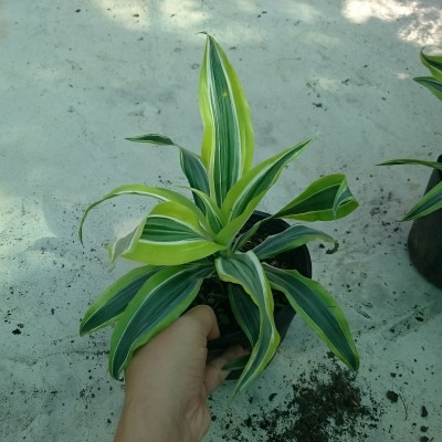 Cây Phát Tài Mỹ - Cây cảnh phong thủy + Tặng phân bón cho cây