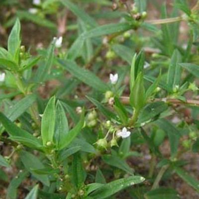 Trà Cây bạch hoa xà thiệt thảo ( Bạch hoa xà thiệt thảo khô )- Sản phẩm hữu cơ tự nhiên