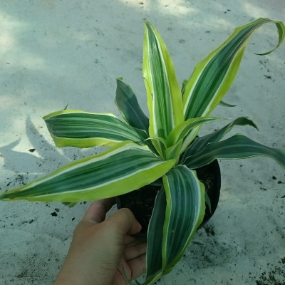 Cây Phát Tài Mỹ - Cây cảnh phong thủy + Tặng phân bón cho cây