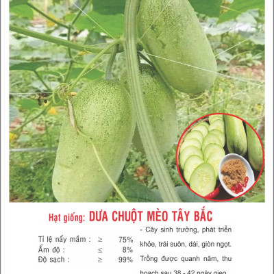 Hạt giống Dưa chuột Mèo Tây Bắc VTP192