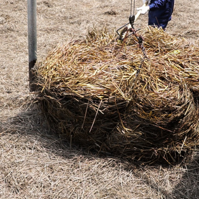 Tinh dầu Sả Java 100ml Mộc Mây - tinh dầu thiên nhiên nguyên chất 100% - chất lượng và mùi hương vượt trội