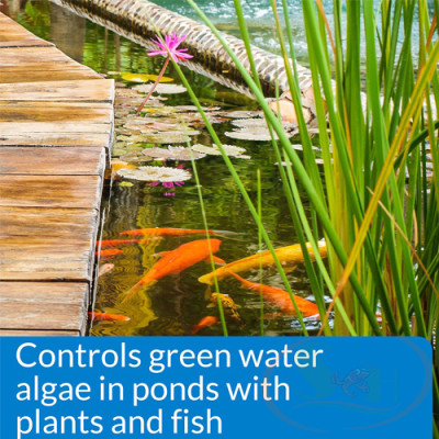 Xử lý tảo API Microbial Algae Clean vi sinh phân hủy mùn bã cặn nước xanh bể cá tép
