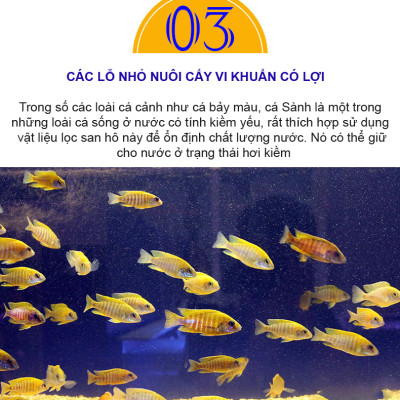5KG San Hô Vụn vật liệu lọc hồ cá, trang trí bể cá, hồ thủy sinh cao cấp 