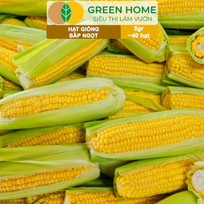 Hạt Giống Bắp Ngọt, Greenhome, Gói 5GR~40 hạt, Dễ Trồng Quanh Năm, Nảy Mầm Cao, T29