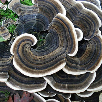 Combo 5 hộp Viên uống Nấm Vân Chi Núi Phú Sĩ Teresa Herbs - Tăng cường sức đề kháng, hệ miễn dịch (Lọ 60 viên)