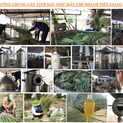 Tinh dầu Oải Hương (Lavender) 50ml Mộc Mây - tinh dầu nguyên chất 100% từ thiên nhiên - chất lượng và mùi hương vượt trội