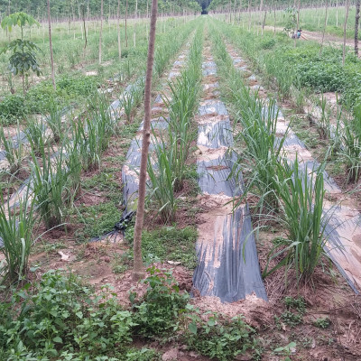 Tinh dầu Sả Java 100ml Mộc Mây - tinh dầu thiên nhiên nguyên chất 100% - chất lượng và mùi hương vượt trội