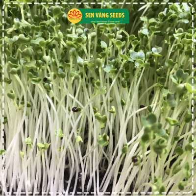 Hạt Giống Rau Mầm Củ Cải Trắng (Size Trung) - Nhập khẩu New Zealand, nảy mầm >95%, siêu năng suất - HẠT GIỐNG SEN VÀNG