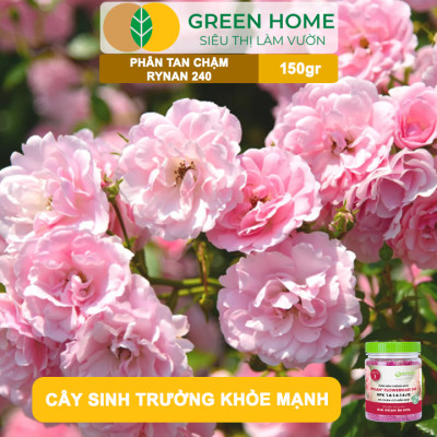 Phân Tan Chậm GreenHome, Rynan 240, Hũ 150gr, Dùng Cho Hoa Hồng Ra Hoa Đều Và Màu Sắc Rực Rỡ