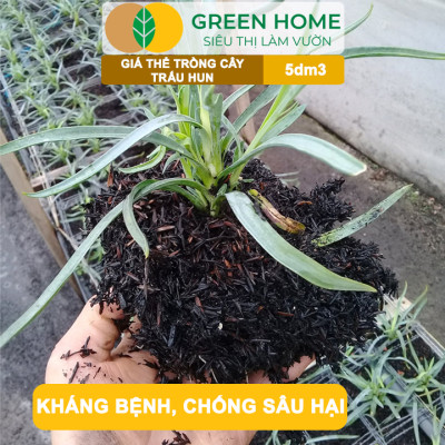 Trấu Hun Greenhome, Bao 5dm3, Sfarm, Giá Thể, Nguyên Cánh Không Lẫn Tạp Chất. Dùng Trồng Thuỷ Canh, Rau Mầm, Ươm Cây Con