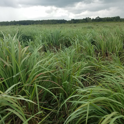 Tinh dầu Sả Chanh Organic nguyên chất từ thiên nhiên, Xuât khẩu thị trường Mỹ, Thơm Phòng, Khử Mùi, Xông Phòng, Đuổi Muỗi, Kháng Khuẩn - KingOil