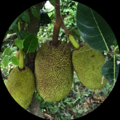 [Thùng = 30 gói x 100 grs/gói] Mít Sấy Chân Không (Jackfruit Chips), Giòn Xốp Tự Nhiên – BAVIFOOD, Khối Lượng:  3 kg (thùng = 30 gói x 100 grs/gói) – Premium