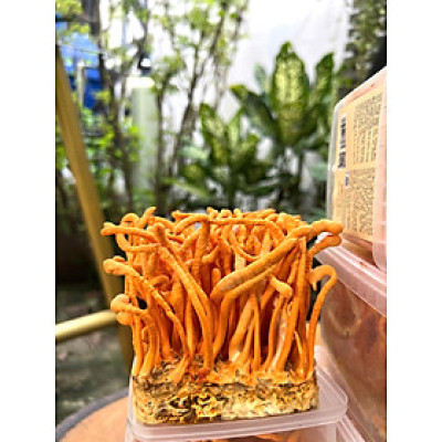 Combo 4 hộp [MUA 3 TẶNG 1]  Đông trùng hạ thảo tươi vacofarm 