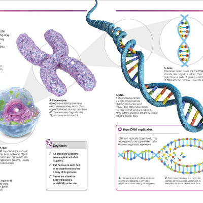Super Simple Biology: The Ultimate Bitesize Study Guide