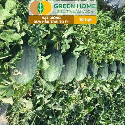 Hạt Giống Dưa Hấu Lai F1 Greenhome, Gói 10 Hạt, Dễ Trồng Quanh Năm, Nảy Mầm Cao, T26
