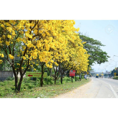 Cây Chuông Vàng - cây hoàng yến