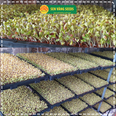 Hạt Giống Rau Mầm Củ Cải Trắng (Size Trung) - Nhập khẩu New Zealand, nảy mầm >95%, siêu năng suất - HẠT GIỐNG SEN VÀNG
