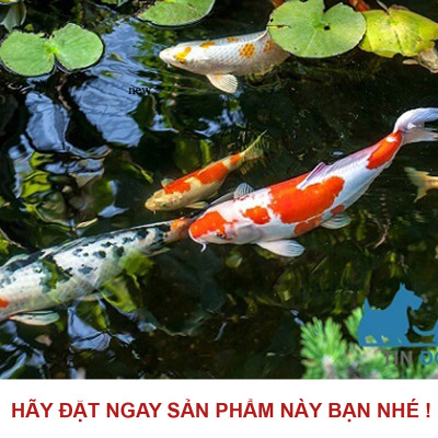 TN13A Khử Clo, Kim Loại Nặng Bể Cá Cảnh (50ml/250ml) - Công Thức Mới